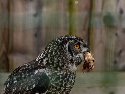 Afrikaanse oehoe - De Zonnegloed - Dierenpark - Dieren opvangcentrum - Sanctuary